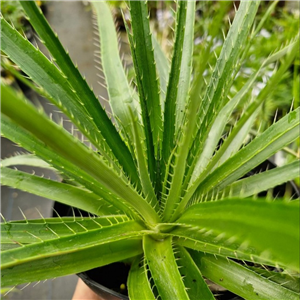 Eryngium Eburneum